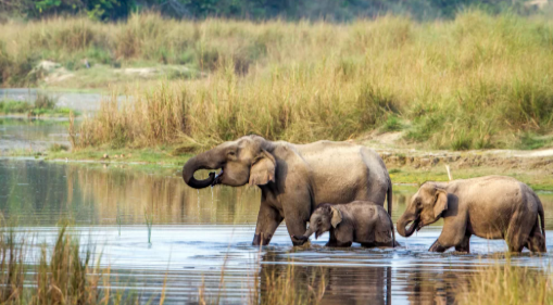 CHITWAN JUNGLE SAFARI
